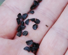 Zephyranthes tubispatha