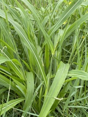 Rottboellia cochinchinensis