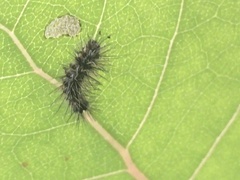Lymantria dispar
