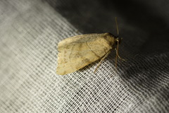 Cosmia trapezina