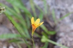Zephyranthes tubispatha