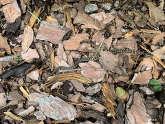 Nerodia sipedon sipedon