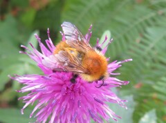 Bombus pascuorum