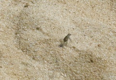 Cicindela repanda