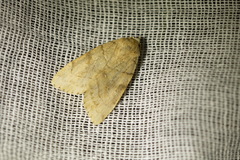 Cosmia trapezina