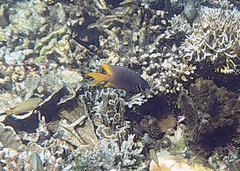 Neoglyphidodon nigroris