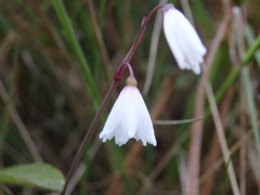 Acis autumnalis