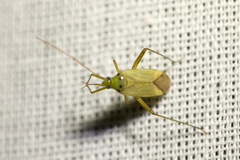 Adelphocoris quadripunctatus