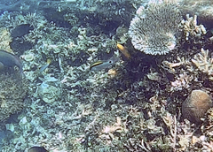 Parupeneus barberinus