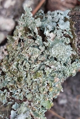Punctelia subrudecta
