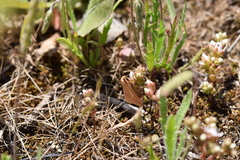 Rhodometra sacraria