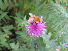 Bombus pascuorum