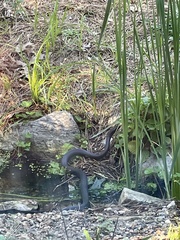 Coluber constrictor constrictor