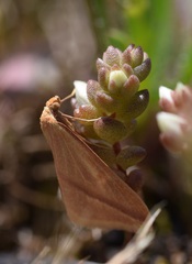 Rhodometra sacraria