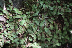 Plagiochasma crenulatum