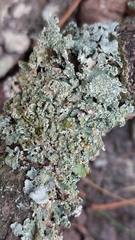 Punctelia subrudecta