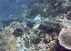 Scolopsis margaritifera