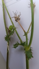 Sonchus oleraceus