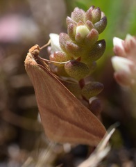 Rhodometra sacraria