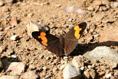 Adelpha