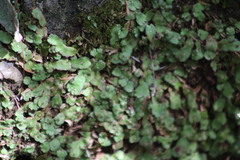 Plagiochasma crenulatum