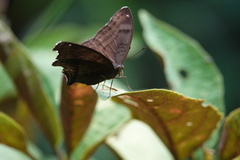 Junonia iphita