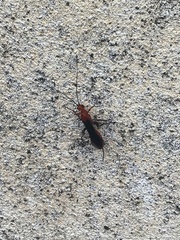 Insecta