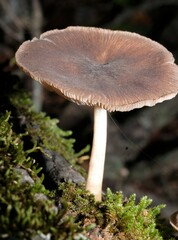 Pluteus cervinus