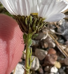Macrosiphini