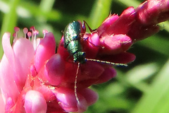 Coleoptera
