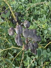 Baptisia