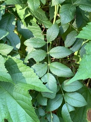 Stigmella rosaefoliella