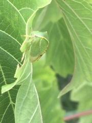 Stictocephala bisonia