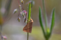Rhodometra sacraria