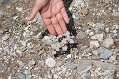 Psathyrotes ramosissima