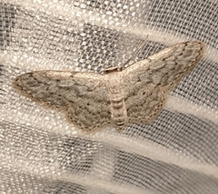 Idaea seriata