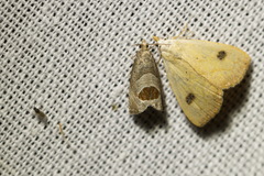 Notocelia uddmanniana