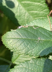 Stigmella rosaefoliella