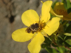 Megachile rotundata