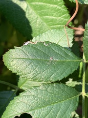 Stigmella rosaefoliella