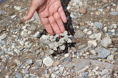 Psathyrotes ramosissima