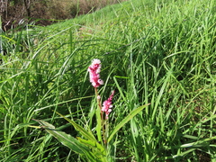 Persicaria madagascariensis