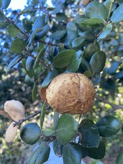 Amphibolips quercuspomiformis