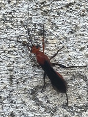 Insecta