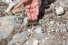 Acalypha monostachya