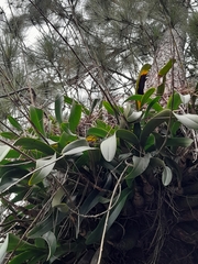 Caularthron bilamellatum