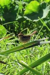 Cisticola tinniens