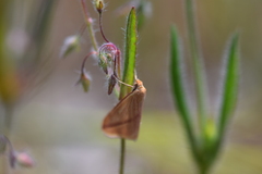 Rhodometra sacraria
