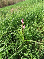Persicaria madagascariensis