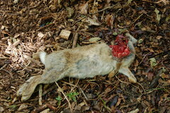 Oryctolagus cuniculus